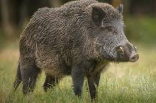 Feral Hog Program - Plum Creek Watershed Partnership