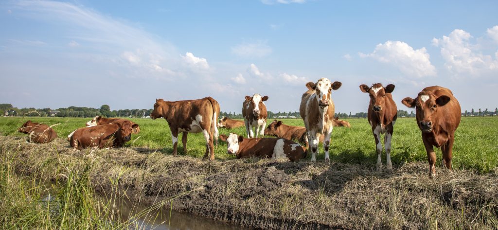 Group of young brown cows on the edge of a ditch, relaxed lying and standing in the field, a wide view